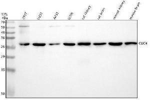 Western blot analysis of CLIC4 using anti-CLIC4 antibody (ABIN7604452).