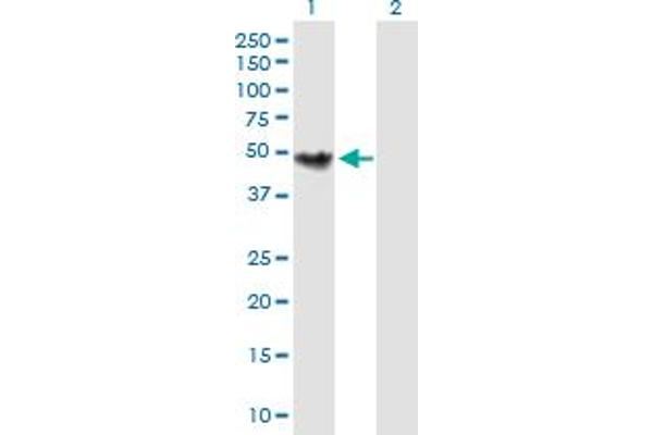CHKB antibody  (AA 1-395)