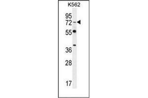 Western blot analysis of Dishevelled-3 / DVL3 Antibody (C-term) in K562 cell line lysates (35ug/lane). (DVL3 Antikörper  (C-Term))