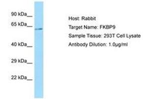 Image no. 1 for anti-FK506 Binding Protein 9, 63 KDa (FKBP9) (C-Term) antibody (ABIN6750098) (FKBP9 Antikörper  (C-Term))