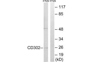 Western blot analysis of extracts from HT-29 cells, using CD302 antibody. (DCL1 Antikörper  (Internal Region))