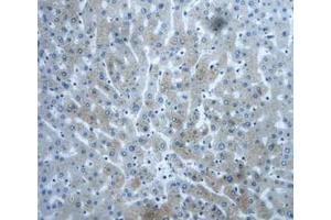 IHC-P analysis of Human Liver Tissue, with DAB staining. (DVL1 Antikörper  (AA 150-285))
