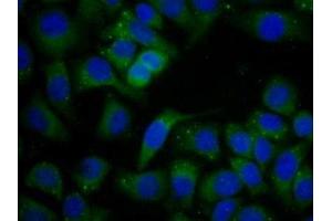 Immunofluorescence (IF) image for anti-serpin Peptidase Inhibitor, Clade B (Ovalbumin), Member 1 (SERPINB1) (AA 17-332) antibody (ABIN7443074)