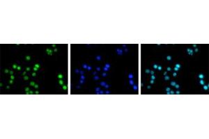 Immunofluorescent staining of Hela cell line with antibody followed by an anti-rabbit antibody conjugated to Alexa488 (left). (HIST1H3A Antikörper  (acLys4))
