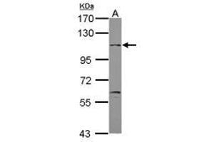 Image no. 1 for anti-gamma-aminobutyric Acid (GABA) B Receptor, 2 (GABBR2) (Internal Region) antibody (ABIN1496041) (GABBR2 Antikörper  (Internal Region))