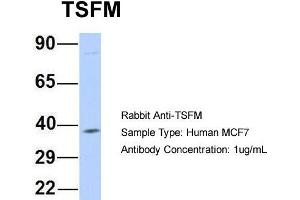 Western Blotting (WB) image for anti-Ts Translation Elongation Factor, Mitochondrial (TSFM) (Middle Region) antibody (ABIN2777309)
