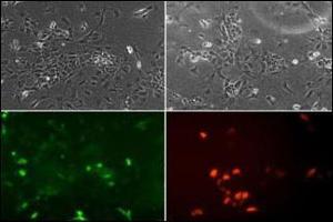 Image no. 3 for anti-Neuronal Differentiation 1 (NEUROD1) (AA 15-45) antibody (ABIN2451575) (NEUROD1 Antikörper  (AA 15-45))
