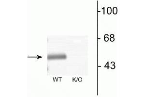 Western blot of mouse brain lysates from wild type (WT) and α3-knockout (K/O) animals showing specific immunolabeling of the ~51 kDa α3-subunit of the GABAA-R. (GABRA3 Antikörper  (N-Term))