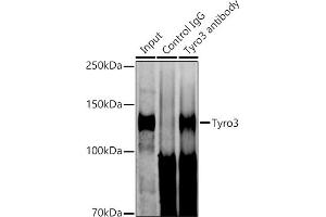 Immunoprecipitation analysis of 600 μg extracts of Mouse brain cells using 3 μg Tyro3 antibody (ABIN1678641, ABIN7101341, ABIN7101342 and ABIN7101343). (TYRO3 Antikörper)