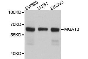 Western blot analysis of extract of various cells, using MGAT3 antibody. (MGAT3 Antikörper)