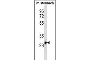 Western blot analysis in mouse stomach tissue lysates (35ug/lane). (HOXC12 Antikörper  (AA 70-98))
