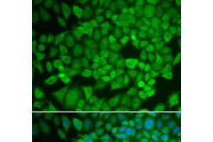 Immunofluorescence analysis of U2OS cells using NR0B1 Polyclonal Antibody (NR0B1 Antikörper)