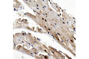 IHC analysis of Rad9/Rad9a using anti-Rad9/Rad9a antibody (ABIN7599342). (RAD9A Antikörper  (AA 1-389))