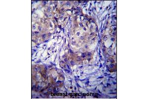 Immunohistochemistry (Paraffin-embedded Sections) (IHC (p)) image for anti-Cytochrome P450, Family 1, Subfamily A, Polypeptide 1 (CYP1A1) (AA 252-280) antibody (ABIN392527)