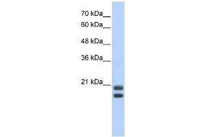 Serglycin antibody used at 1 ug/ml to detect target protein. (SRGN Antikörper  (Middle Region))