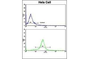Flow cytometric analysis of hela cells using NFKBIA Antibody ( S32/36 )(bottom histogram) compared to a negative control cell (top histogram). (NFKBIA Antikörper  (AA 12-41))
