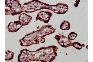 IHC image of ABIN7172586 diluted at 1:600 and staining in paraffin-embedded human placenta tissue performed on a Leica BondTM system. (NF-kB p65 Antikörper  (AA 1-210))