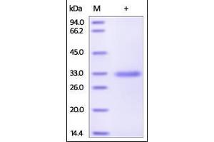 Human MBL, His Tag on SDS-PAGE under reducing (R) condition. (MBP/MBL Protein (AA 21-248) (His tag))