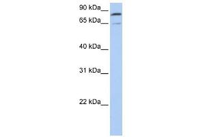 WB Suggested Anti-MFN2 Antibody Titration:  0. (MFN2 Antikörper  (C-Term))