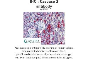 Image no. 1 for anti-Caspase 3 (CASP3) antibody (ABIN1732665) (Caspase 3 Antikörper)