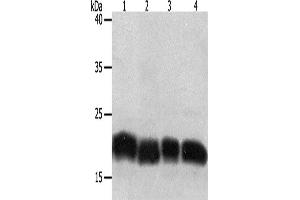 Western Blotting (WB) image for anti-Programmed Cell Death 6 (PDCD6) antibody (ABIN2428563) (PDCD6 Antikörper)