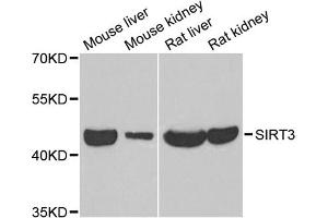 Western blot analysis of extracts of various cell lines, using SIRT3 antibody (ABIN5973348) at 1/1000 dilution.