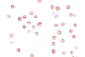 Immunocytochemical staining of HeLa cells with KPNA1 polyclonal antibody  at 2. (KPNA1 Antikörper  (N-Term))