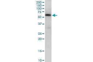 MAP3K7IP1 MaxPab polyclonal antibody. (TAB1 Antikörper  (AA 1-504))