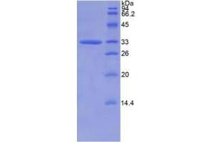 SDS-PAGE analysis of Human CAPN1 Protein. (CAPNL1 Protein)