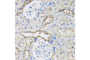 Immunohistochemistry of paraffin-embedded rat kidney using B9D1 antibody. (B9D1 Antikörper)