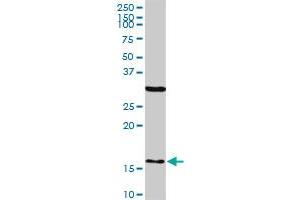FIS1 monoclonal antibody (M01A), clone 1G9. (Fission 1 Antikörper  (AA 1-152))