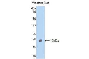 Western Blotting (WB) image for anti-Interleukin 11 Receptor, alpha (IL11RA) (AA 194-329) antibody (ABIN3203901) (IL11RA Antikörper  (AA 194-329))