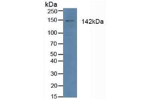 Western blot analysis of Human 293T Cells. (APAF1 Antikörper  (AA 31-350))