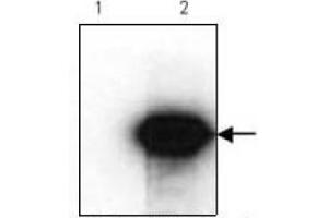Western Blotting (WB) image for anti-HA-Tag antibody (ABIN1107475) (HA-Tag Antikörper)