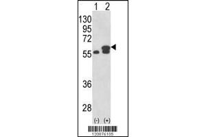 Western blot analysis of PDIA3 using rabbit polyclonal PDIA3 Antibody using 293 cell lysates (2 ug/lane) either nontransfected (Lane 1) or transiently transfected with the PDIA3 gene (Lane 2). (PDIA3 Antikörper  (AA 192-220))