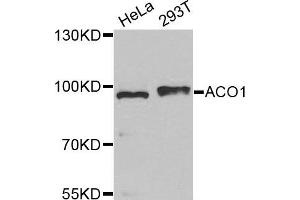 Western Blotting (WB) image for anti-Aconitase 1 (ACO1) antibody (ABIN1877037) (Aconitase 1 Antikörper)