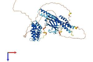 GGA2 Protein (AA 1-603) (His tag)