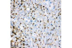 Anti-IL-16 antibody, (ABIN3043243), IHC(P)IHC(P): Human Tonsil Tissue (IL16 Antikörper  (AA 1212-1332))
