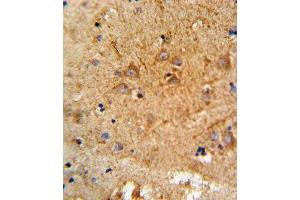 Formalin-fixed and paraffin-embedded human brain tissue reacted with PCSK2 Antibody (N-term), which was peroxidase-conjugated to the secondary antibody, followed by DAB staining.