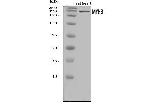 Western blot analysis of heavy chain Myosin/Myh3 using anti-heavy chain Myosin/Myh3 antibody (ABIN7601735).
