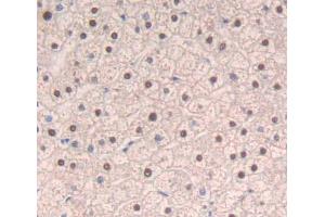 Used in DAB staining on fromalin fixed paraffin- embedded liver tissue (SRSF1 Antikörper  (AA 16-224))