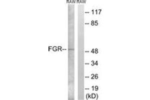 Western blot analysis of extracts from RAW264. (Fgr Antikörper  (AA 381-430))