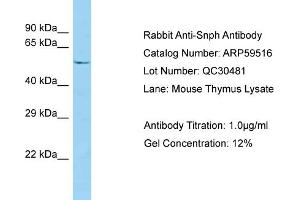 Western Blotting (WB) image for anti-Syntaphilin (SNPH) (N-Term) antibody (ABIN971741) (Syntaphilin Antikörper  (N-Term))
