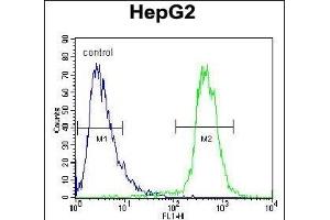 ATP13A3 Antibody (N-term) (ABIN652119 and ABIN2840555) flow cytometric analysis of HepG2 cells (right histogram) compared to a negative control cell (left histogram). (ATP13A3 Antikörper  (N-Term))