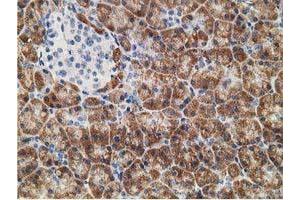 Immunohistochemical staining of paraffin-embedded Human pancreas tissue using anti-NDUFA7 mouse monoclonal antibody. (NDUFA7 Antikörper)