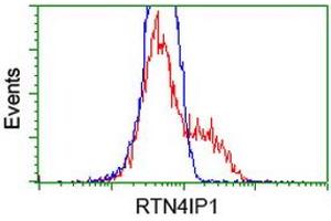 HEK293T cells transfected with either RC202957 overexpress plasmid (Red) or empty vector control plasmid (Blue) were immunostained by anti-RTN4IP1 antibody (ABIN2454317), and then analyzed by flow cytometry. (RTN4IP1 Antikörper)