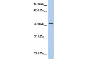 WB Suggested Anti-ARID3C Antibody Titration:  0. (ARID3C Antikörper  (C-Term))