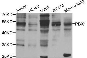Western blot analysis of extracts of various cell lines, using PBX1 antibody (ABIN5975606) at 1/1000 dilution. (PBX1 Antikörper)