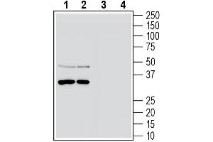 Western blot analysis of rat brain lysates (lanes 1 and 3) and mouse brain lysates (lanes 2 and 4):1-2.