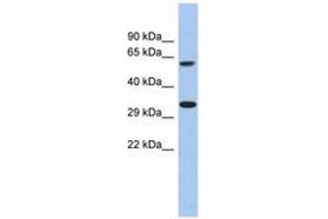 Image no. 1 for anti-Calcium Homeostasis Modulator 3 (CALHM3) (AA 251-300) antibody (ABIN6743960) (CALHM3 Antikörper  (AA 251-300))